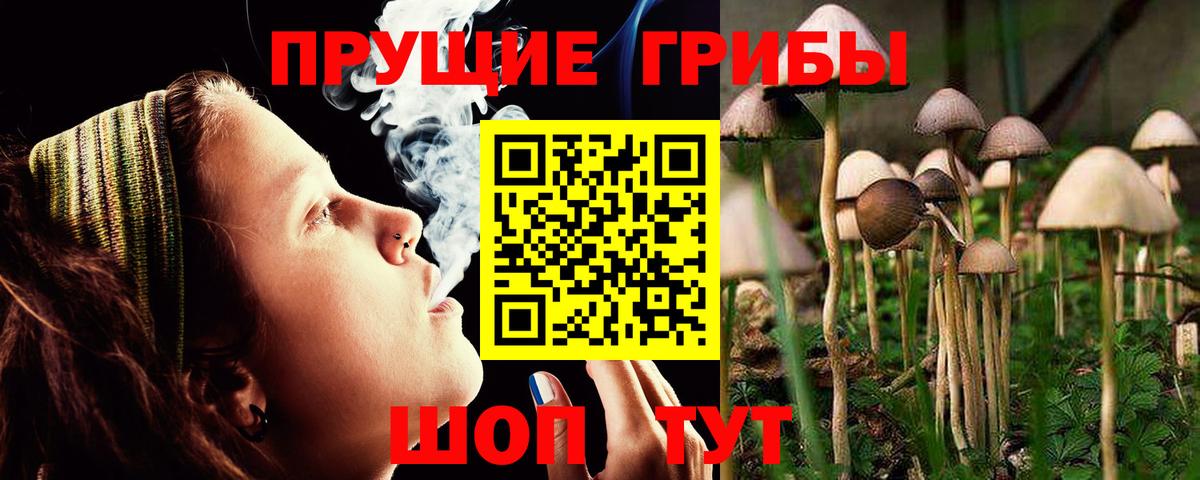 Псилоцибиновые грибы Psilocybe Калуга
